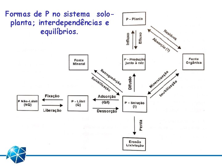 Formas de P no sistema soloplanta; interdependências e equilíbrios. 