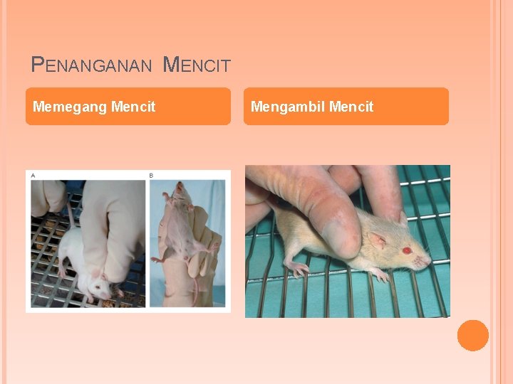PENANGANAN MENCIT Memegang Mencit Mengambil Mencit 
