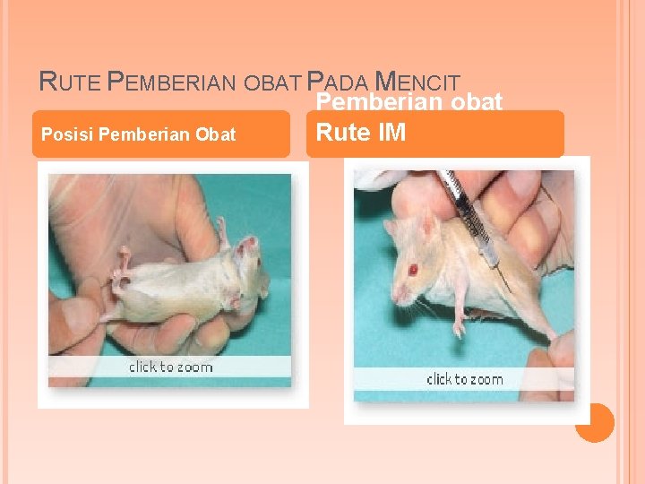 RUTE PEMBERIAN OBAT PADA MENCIT Posisi Pemberian Obat Pemberian obat Rute IM 