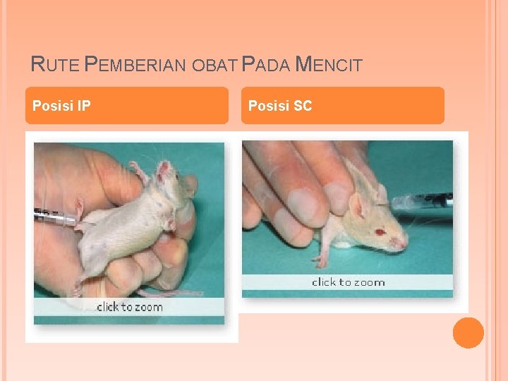 RUTE PEMBERIAN OBAT PADA MENCIT Posisi IP Posisi SC 