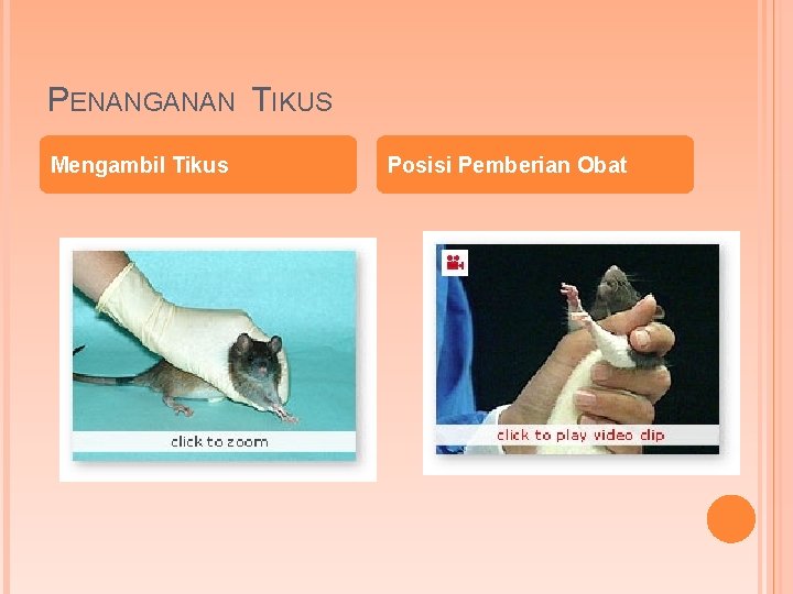 PENANGANAN TIKUS Mengambil Tikus Posisi Pemberian Obat 