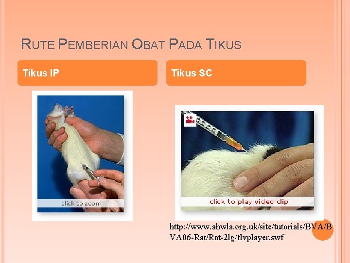 RUTE PEMBERIAN OBAT PADA TIKUS Tikus IP Tikus SC http: //www. ahwla. org. uk/site/tutorials/BVA/B