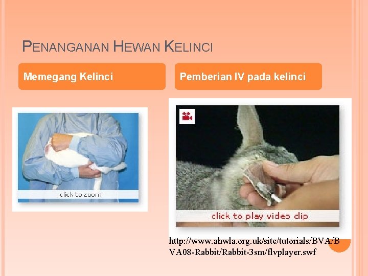 PENANGANAN HEWAN KELINCI Memegang Kelinci Pemberian IV pada kelinci http: //www. ahwla. org. uk/site/tutorials/BVA/B