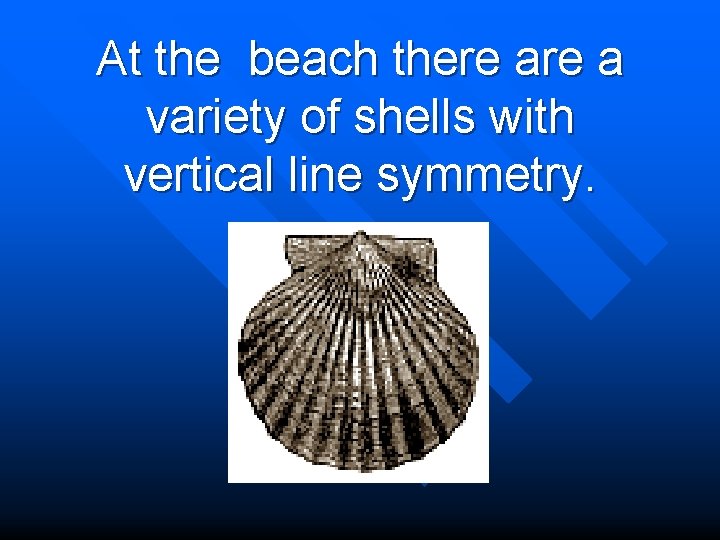 At the beach there a variety of shells with vertical line symmetry. 