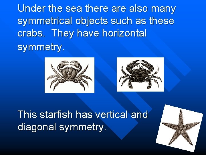Under the sea there also many symmetrical objects such as these crabs. They have