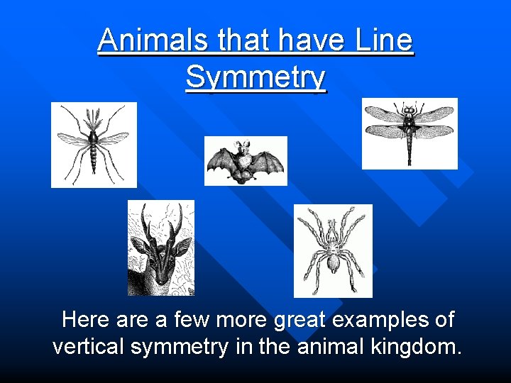 Animals that have Line Symmetry Here a few more great examples of vertical symmetry