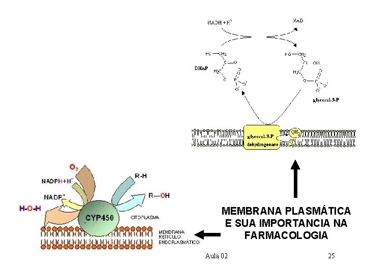 MEMBRANA PLASMÁTICA E SUA IMPORTANCIA NA FARMACOLOGIA Farmacologia Clínica - Aula 02 25 MEMBRANA PLASMÁTICA E SUA IMPORTANCIA NA FARMACOLOGIA Farmacologia Clínica - Aula 02 25