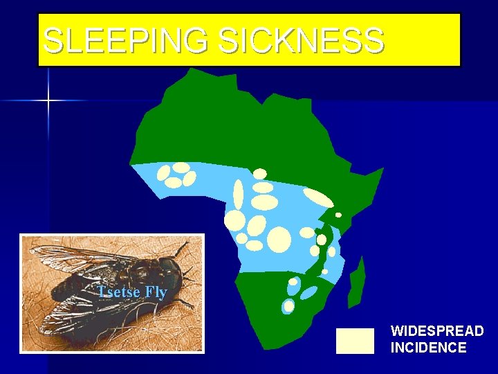 SLEEPING SICKNESS Tsetse Fly WIDESPREAD INCIDENCE 