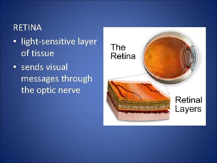 RETINA • light-sensitive layer of tissue • sends visual messages through the optic nerve