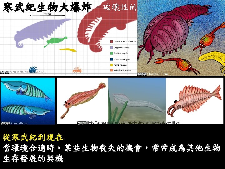 寒武紀生物大爆炸 －破壞性的創造 Matt Martyniuk (Dinoguy 2) Apokryltaros Stanton F. Fink Nobu Tamura email: nobu.