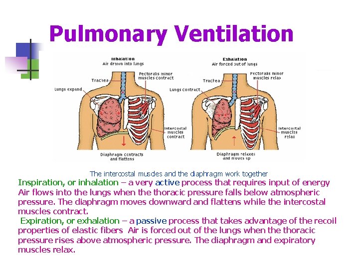 Pulmonary Ventilation The intercostal muscles and the diaphragm work together Inspiration, or inhalation –