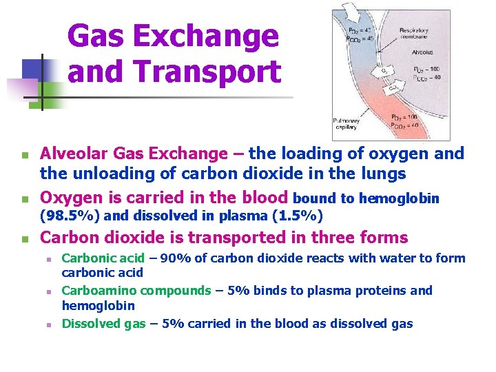 Gas Exchange and Transport n n Alveolar Gas Exchange – the loading of oxygen