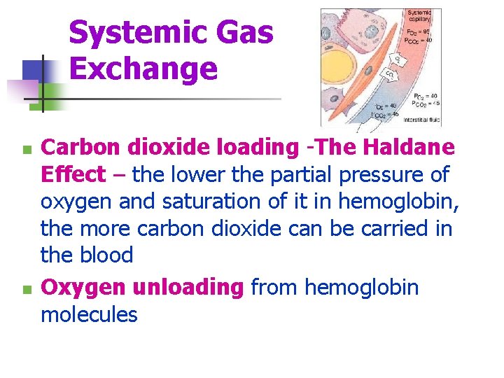 Systemic Gas Exchange n n Carbon dioxide loading -The Haldane Effect – the lower