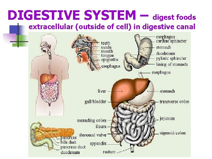 DIGESTIVE SYSTEM – digest foods extracellular (outside of cell) in digestive canal 