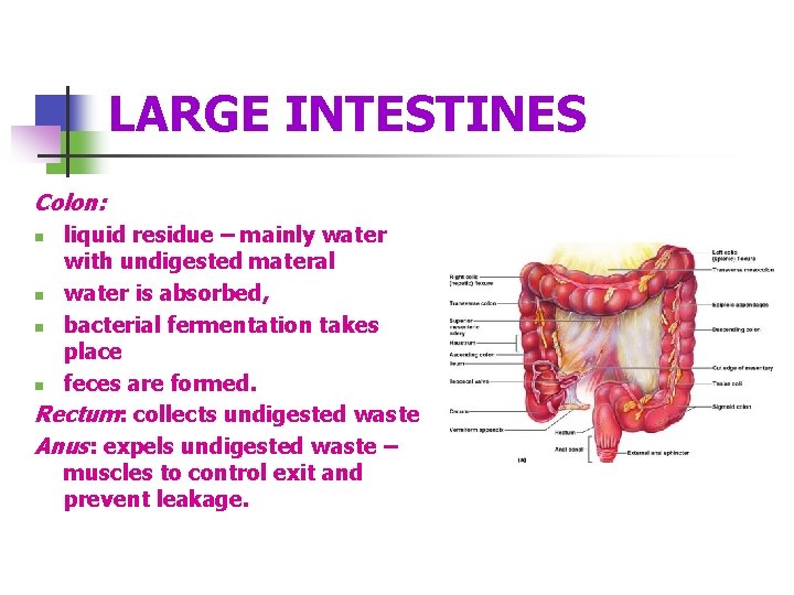 LARGE INTESTINES Colon: liquid residue – mainly water with undigested materal n water is