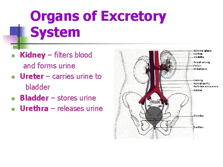 Organs of Excretory System Kidney – filters blood and forms urine n Ureter –
