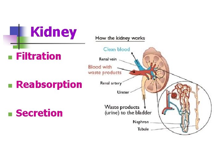 Kidney n Filtration n Reabsorption n Secretion 