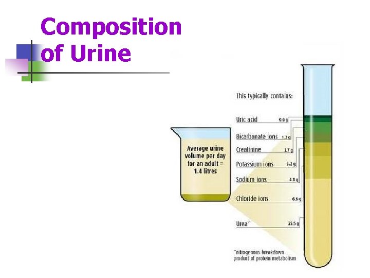 Composition of Urine 