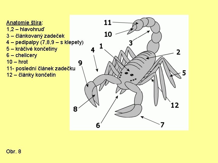 Anatomie štíra: 1, 2 – hlavohruď 3 – článkovaný zadeček 4 – pedipalpy (7,