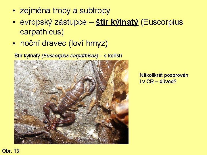  • zejména tropy a subtropy • evropský zástupce – štír kýlnatý (Euscorpius carpathicus)