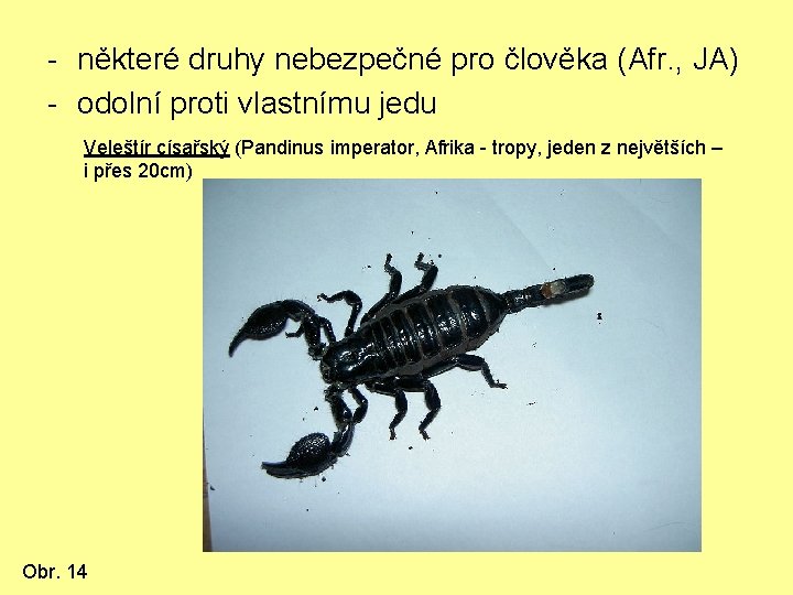 - některé druhy nebezpečné pro člověka (Afr. , JA) - odolní proti vlastnímu jedu