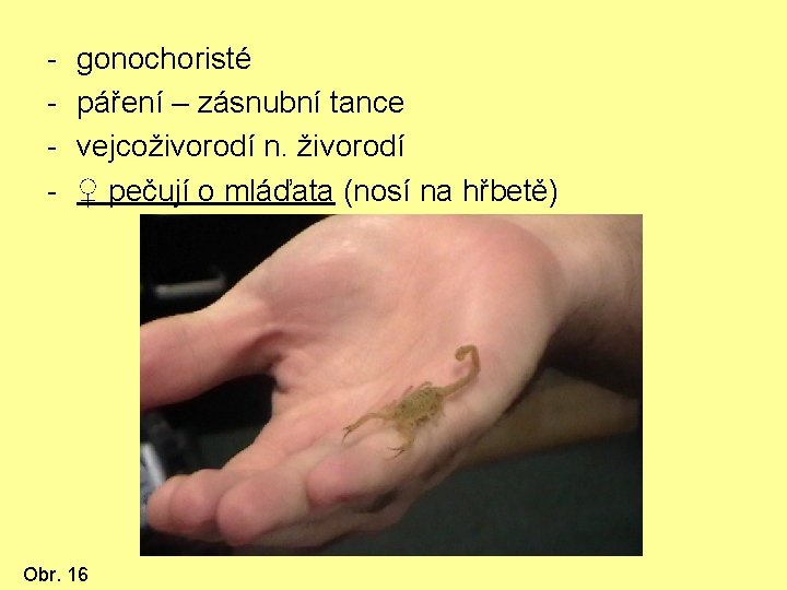 - gonochoristé páření – zásnubní tance vejcoživorodí n. živorodí ♀ pečují o mláďata (nosí