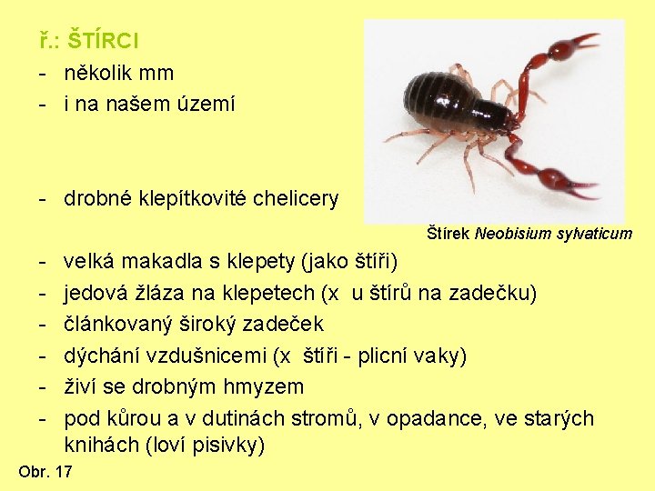 ř. : ŠTÍRCI - několik mm - i na našem území - drobné klepítkovité