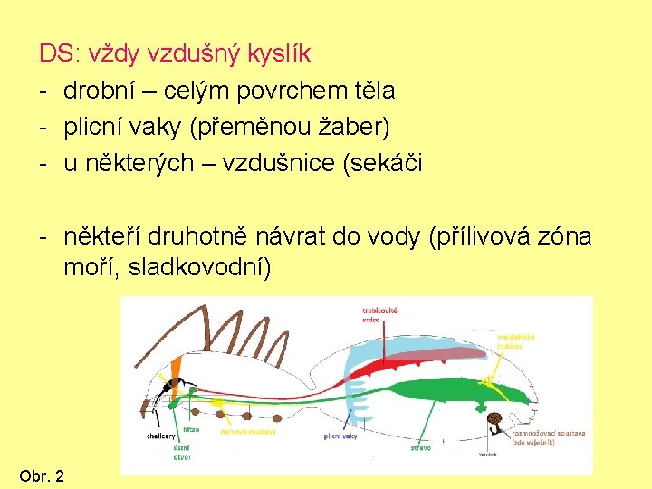 DS: vždy vzdušný kyslík - drobní – celým povrchem těla - plicní vaky (přeměnou