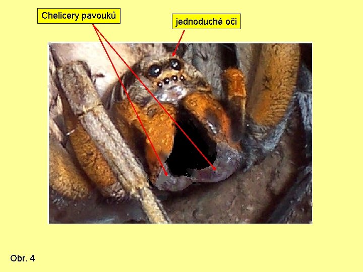 Chelicery pavouků Obr. 4 jednoduché oči 