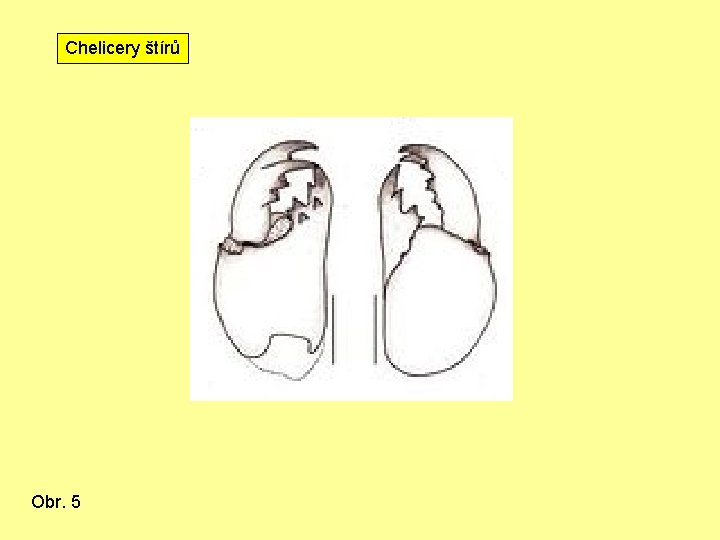 Chelicery štírů Obr. 5 