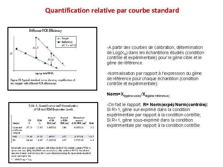 Quantification relative par courbe standard -A partir des courbes de calibration, détermination de Log(X