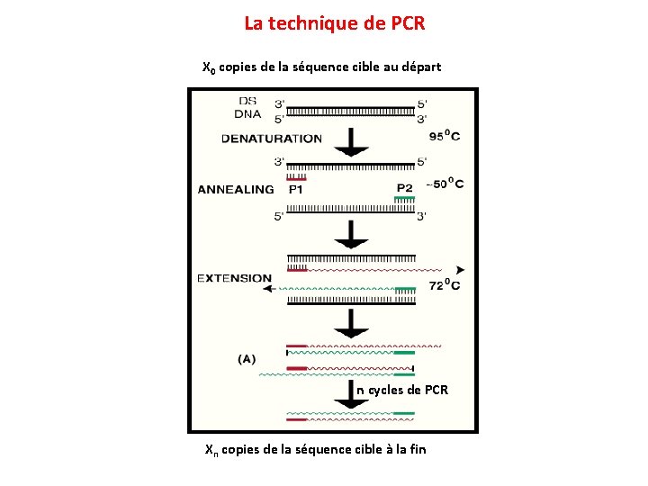 La technique de PCR X 0 copies de la séquence cible au départ n
