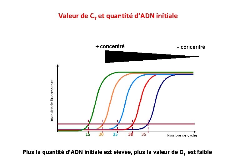 Valeur de CT et quantité d’ADN initiale + concentré - concentré Plus la quantité