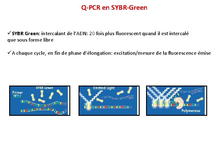 Q-PCR en SYBR-Green üSYBR Green: intercalant de l’ADN: 20 fois plus fluorescent quand il