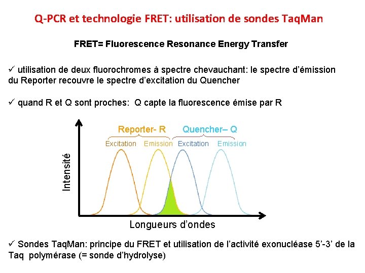 Q-PCR et technologie FRET: utilisation de sondes Taq. Man FRET= Fluorescence Resonance Energy Transfer