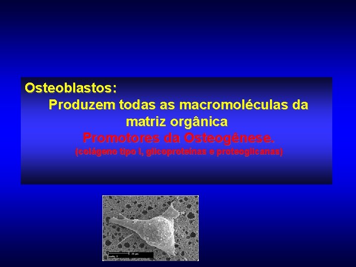 Osteoblastos: Produzem todas as macromoléculas da matriz orgânica Promotores da Osteogênese. (colágeno tipo I,