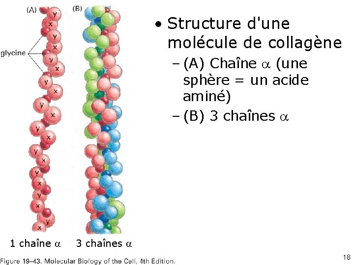  • Structure d'une molécule de collagène Fig 19 -43 1 chaîne – (A)