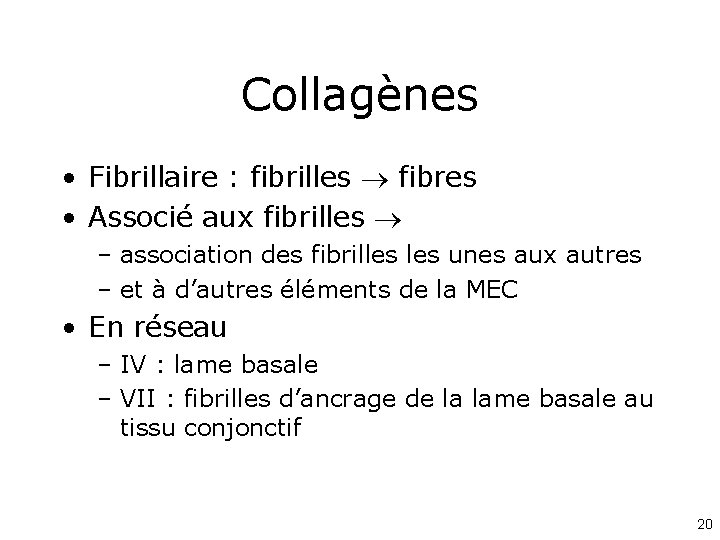 Collagènes • Fibrillaire : fibrilles fibres • Associé aux fibrilles – association des fibrilles