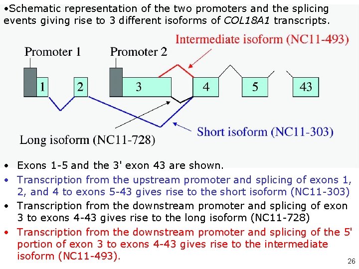  • Schematic representation of the two promoters and the splicing events giving rise