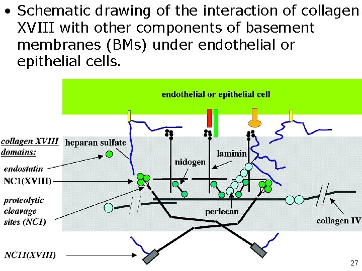  • Schematic drawing of the interaction of collagen XVIII with other components of