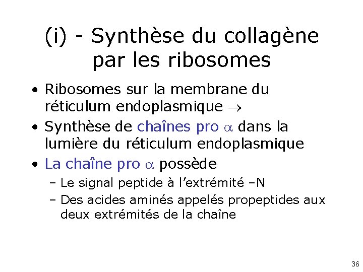 (i) - Synthèse du collagène par les ribosomes • Ribosomes sur la membrane du