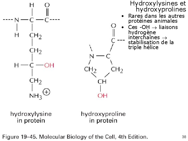 Hydroxylysines et hydroxyprolines • Rares dans les autres protéines animales • Ces -OH liaisons