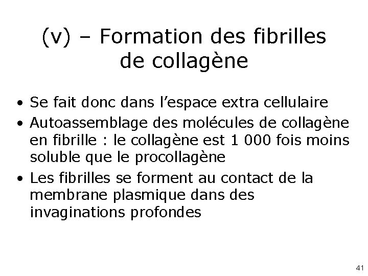 (v) – Formation des fibrilles de collagène • Se fait donc dans l’espace extra