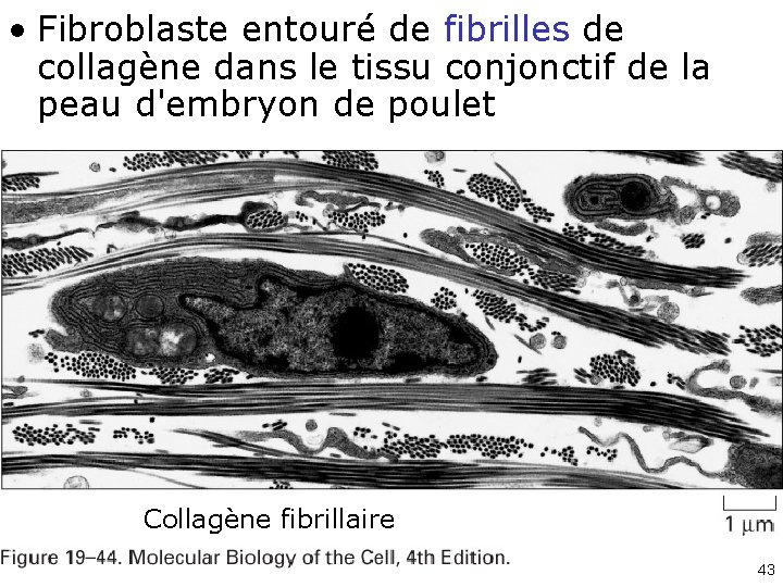 • Fibroblaste entouré de fibrilles de collagène dans le tissu conjonctif de la