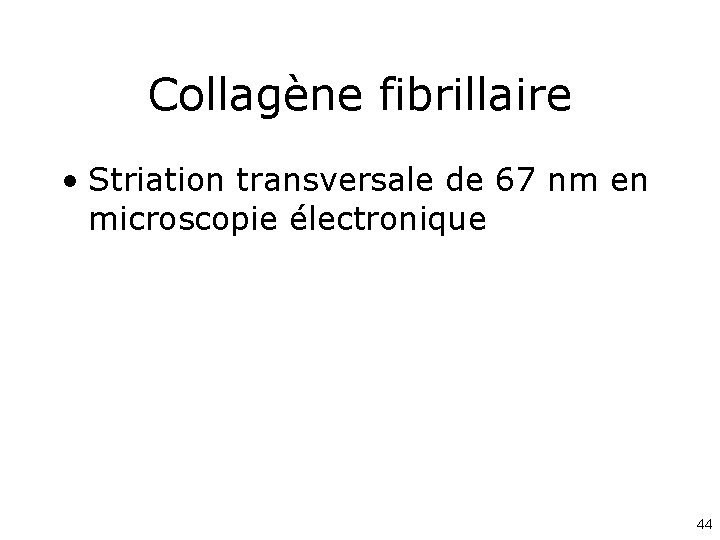 Collagène fibrillaire • Striation transversale de 67 nm en microscopie électronique 44 