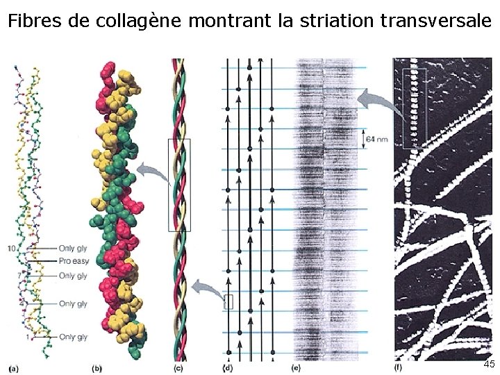 Fibres de collagène montrant la striation transversale 45 