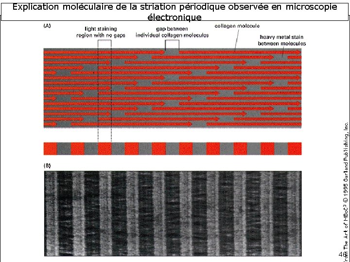 Explication moléculaire de la striation périodique observée en microscopie électronique 46 