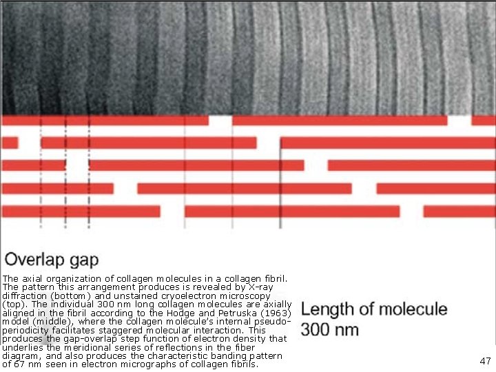 T. J. Wess Collagen fibril form and function Advances in protein chemistry 2005 vol.