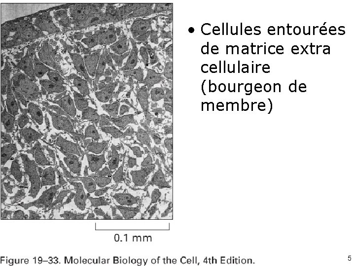  • Cellules entourées de matrice extra cellulaire (bourgeon de membre) Fig 19 -33