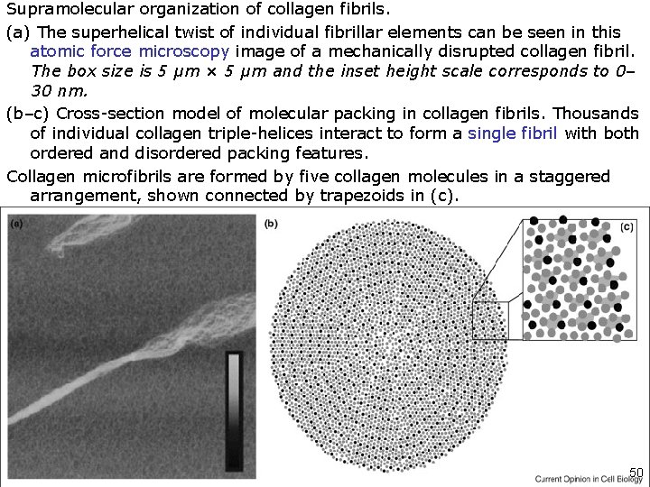 Supramolecular organization of collagen fibrils. (a) The superhelical twist of individual fibrillar elements can